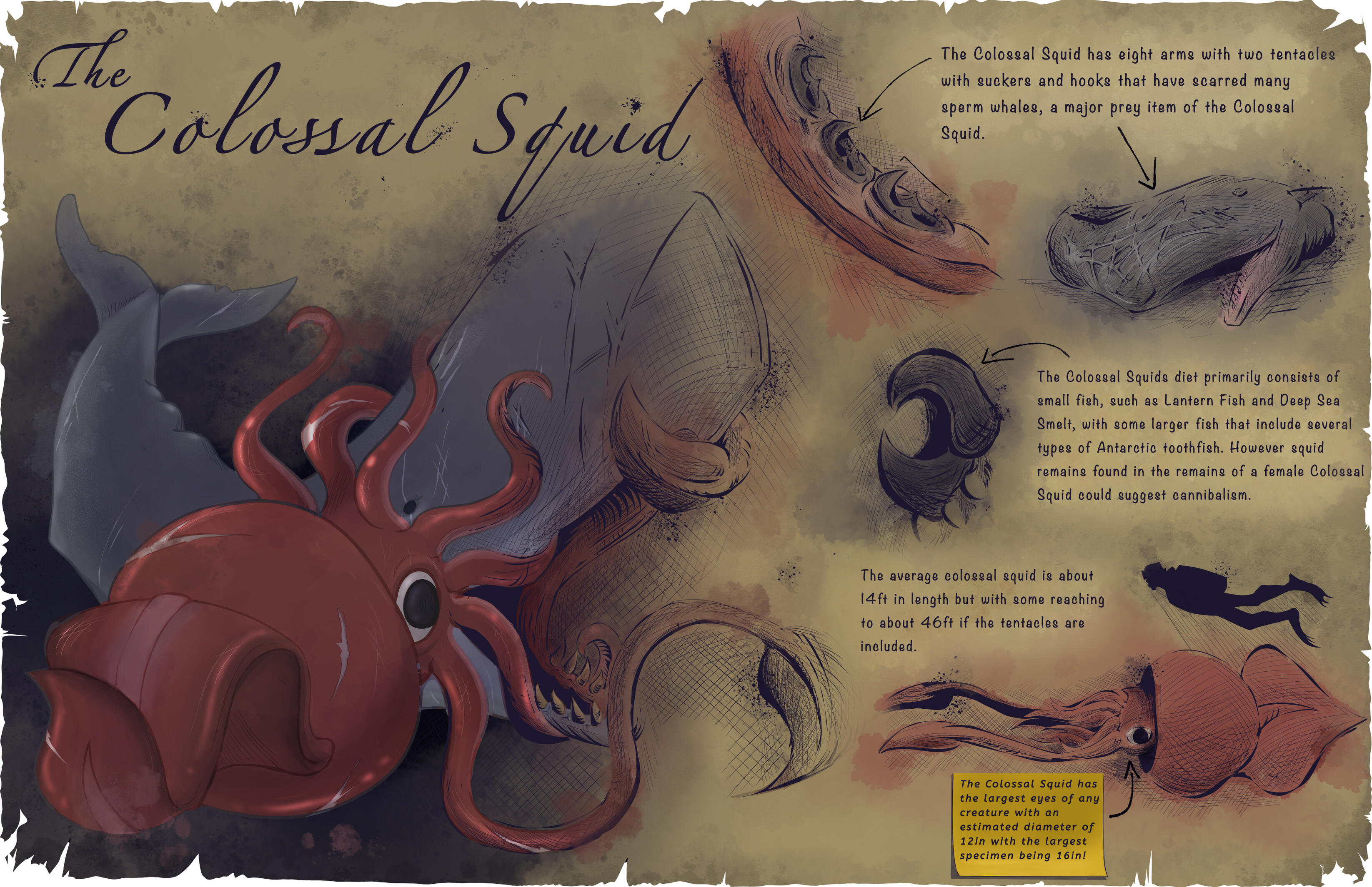 Colossal Squid Scientific Illustration (2026)